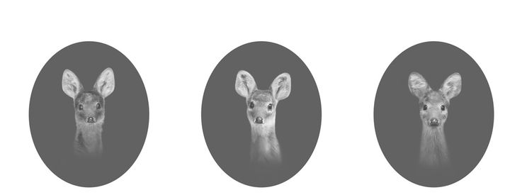 문선희 작가 '이름보다 오래된' 개인전은 10여 년간 연착해온 고라니 초상 사진 프로젝트인 <라니 Water Deer> 시리즈를 선보인다 *재판매 및 DB 금지