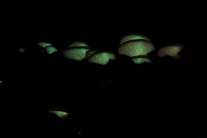 [구례=뉴시스] 밤에 빛을 내 곤충을 유인한 뒤 포자를 멀리 퍼트리는 멸종위기야생생물 Ⅱ급 화경솔밭버섯 *재판매 및 DB 금지