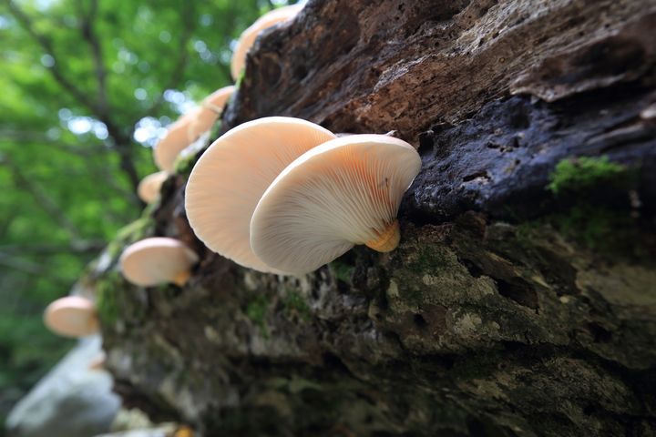 '야광버섯' 찾았다, 멸종위기Ⅱ급…지리산 화경솔밭버섯