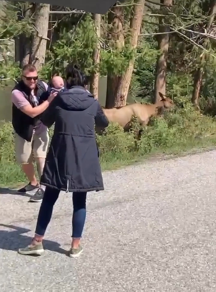 [서울=뉴시스] 미국 옐로스톤 국립공원에서 한 남성이 아기를 안고 등을 돌린 채 엘크와 사진을 찍는 장면이 소셜미디어에서 화제가 되고 있다고 미국 야외활동 전문지 '어드벤처(Advnture)'가 15일(현지시간) 전했다. 사진은 인스타그램에 올라온 엘크와 사진을 찍고 있는 관광객의 모습. (사진=인스타그램) 2023.10.16. *재판매 및 DB 금지