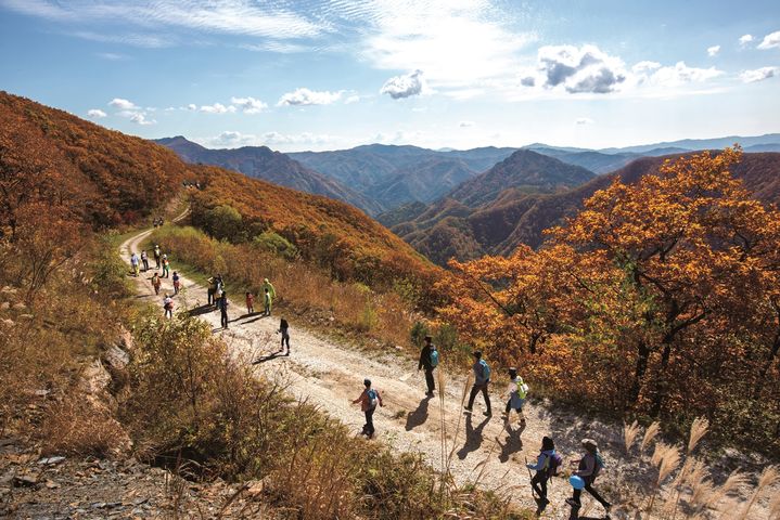 하이원 하늘숲길 트레킹 '하늘숲길' 전경. *재판매 및 DB 금지