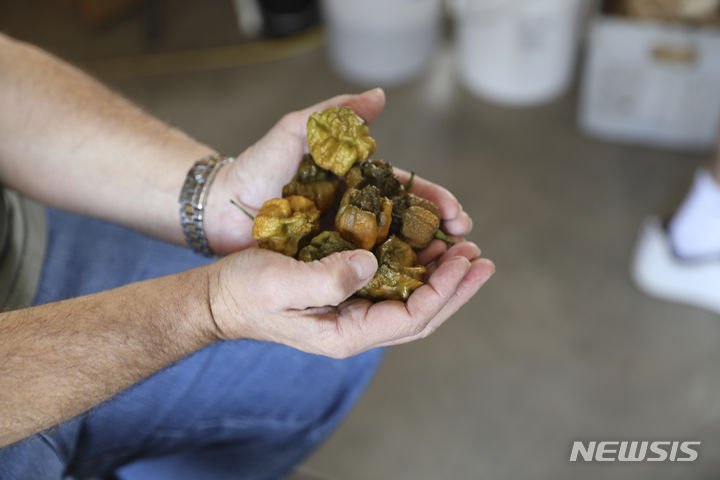 [서울=AP/뉴시스] '기네스 세계기록'이 세계에서 가장 매운 고추로 ‘페퍼 X’를 선정했다고 17일(현지시간) 영국 BBC 등이 보도했다. 사진은 육종자인 에드 커리가 지난 10일 미국 사우스캐롤라이나주 포트밀에서 페퍼X 한 줌을 들고 있는 모습. 2023.10.18.