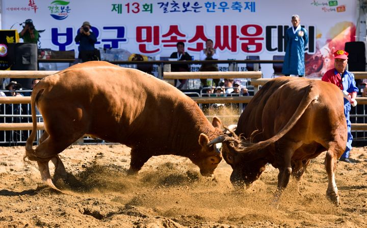 [보은소식] 전국 민속 소 힘겨루기 대회 등