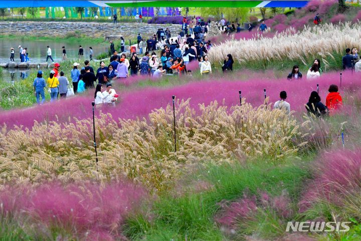 몽환적인 분위기를 연출하는 장성 황룡강 핑크뮬리. (사진=뉴시스 DB) photo@newsis.com