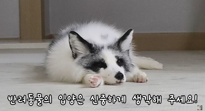 [서울=뉴시스]유튜브 채널 '여우공식 Fox official'은 지난 7월14일 '반려 여우를 키우면서 처음 감동 받은 순간'이라는 제목의 영상을 올렸다. (사진=여우공식 채널 캡처) 2023.10.18. photo@newsis.com *재판매 및 DB 금지