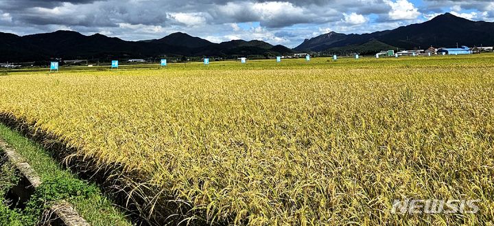 [영암=뉴시스] 서영암농협 친환경벼 재배 집적화단지&nbsp; *재판매 및 DB 금지