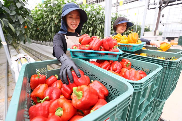 [서울=뉴시스] 사진은 2023년 10월 19일 전북 완주군 농촌진흥청 국립원예특작과학원 파프리카 시험 온실에서 직원들이 연구중인 파프리카를 수확하고 있는 모습. (사진=농촌진흥청 제공) 2023.10.19. photo@newsis.com *재판매 및 DB 금지