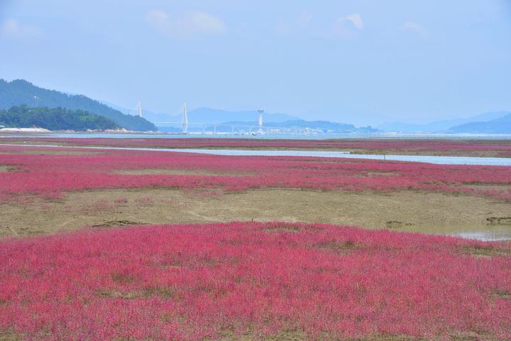 칠면초 핀 무안갯벌. 유월리. (사진=문화재청 제공) photo@newsis.com *재판매 및 DB 금지