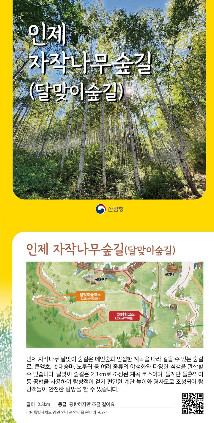 [대전=뉴시스] 인제 자작나무 숲길 홍보물.(사진=산림청 제공) *재판매 및 DB 금지