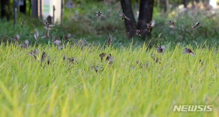 [서울=뉴시스] 최진석 기자 = 20일 2023 양재천 전통 벼베기 체험 행사가 열린 서울 강남구 양재천 논에으로 참새 무리가 날아들고 있다. 2023.10.20. myjs@newsis.com