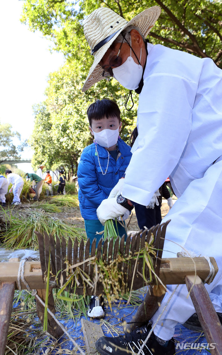 [서울=뉴시스] 최진석 기자 = 20일 서울 강남구 양재천에서 열린 2023 양재천 전통 벼베기 체험 행사에서 어린이가 홀태를 사용해 벼탈곡 체험을 하고 있다. 2023.10.20. myjs@newsis.com