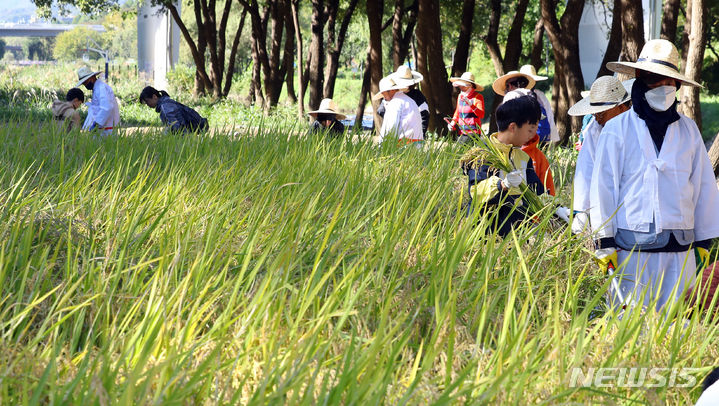 [서울=뉴시스] 최진석 기자 = 20일 서울 강남구 양재천에서 열린 2023 양재천 전통 벼베기 체험 행사에서 학생들이 전통 벼베기 체험을 하고 있다. 2023.10.20. myjs@newsis.com