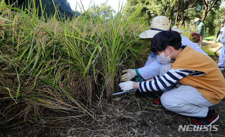[서울=뉴시스] 최진석 기자 = 20일 서울 강남구 양재천에서 열린 2023 양재천 전통 벼베기 체험 행사에서 학생이 벼베기 체험을 하고 있다. 2023.10.20. myjs@newsis.com