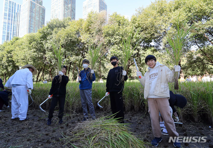[서울=뉴시스] 최진석 기자 = 20일 서울 강남구 양재천에서 열린 2023 양재천 전통 벼베기 체험 행사에서 베어 놓은 벼를 들어 보이고 있다. 2023.10.20. myjs@newsis.com