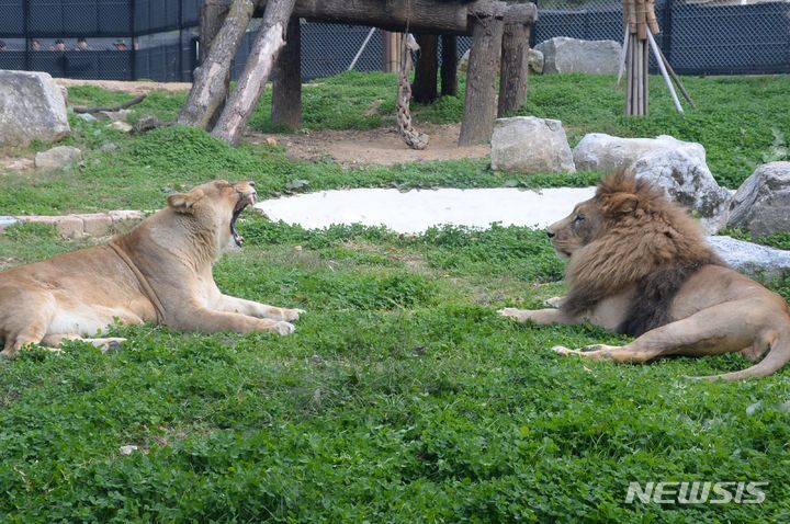 [청주=뉴시스] 조성현 기자 = 지난해 10월23일 오후 충북 청주시 상당구 청주동물원에서 사자들이 합사를 하는 모습. 2023.10.23. jsh0128@newsis.com 