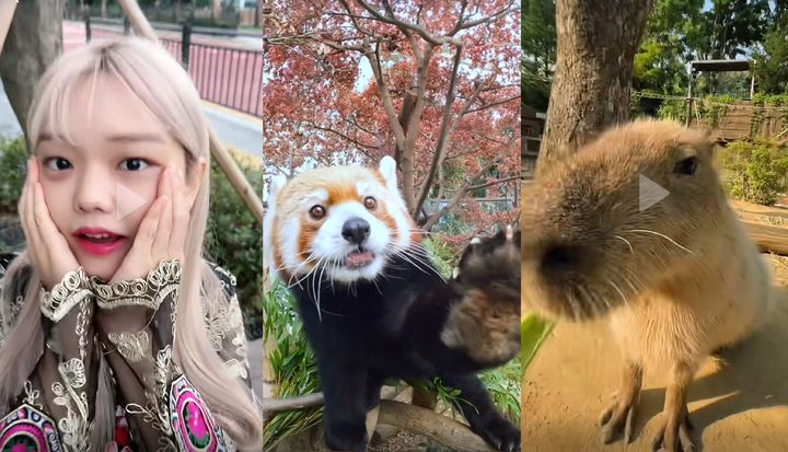 최근 틱톡 등 온라인 동영상 플랫폼에서 정체를 알 수 없는 가사와 흥겨운 리듬, 이에 맞춰 얼굴의 확대와 축소를 반복하는 '뽀삐뽀 챌린지'가 유행 중이다.(사진=왼쪽부터 이노냥, 에버랜드 틱톡 캡처 갈무리) *재판매 및 DB 금지