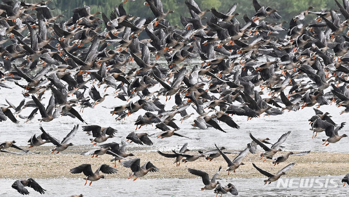 저수지를 찾은 큰기러기 등 철새떼가 힘찬 날개짓을 하며 날아 오르고 있다. 2023.10.24. jtk@newsis.com