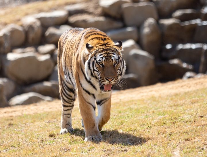 국립백두대간수목원의 백두산호랑이 '태범' (사진=한국수목원정원관리원 제공) *재판매 및 DB 금지