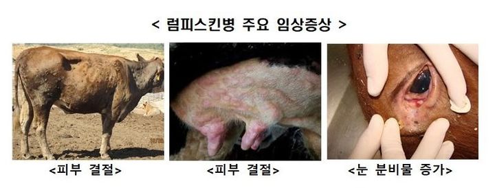 [세종=뉴시스] 럼피스킨병 주요 임상증상. *재판매 및 DB 금지