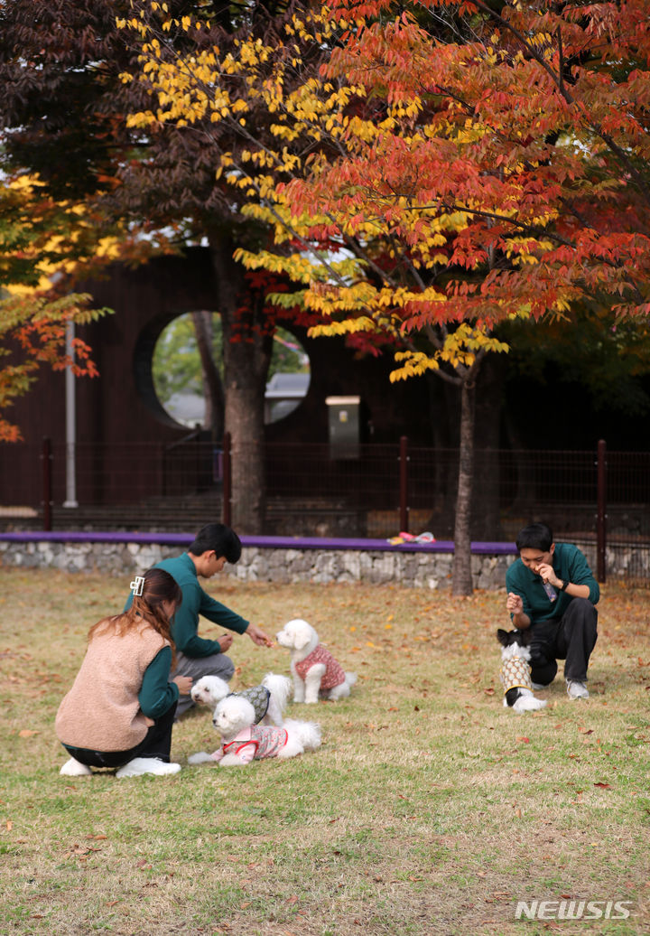 [서울=뉴시스] 김선웅 기자 = 26일 서울 강서구 김포국제공항 국내선 여객터미널 동편 녹지대에 조성된 펫파크에서 강아지들이 뛰놀고 있다. 한국공항공사는 국내공항 최초로 김포국제공항에 반려동물 전용 쉼터인 '펫파크'를 개장했다. 펫파크에는 전용 산책로, 강아지 모양의 대형 조형물, 포토존, 소형견 톨이터 등 반려동물을 위한 다양한 시설이 마련돼있다. 소형견 놀이터에는 도그 어질리티 장애물 등 놀이시슬과 울타리를 설치해 반려동물이 목줄 없이도 자유롭게 뛰어놀 수 있다. 펫파크는 항공기 탑승 전후 산책과 배변활동이 필요한 반려견 동반 이용객 뿐만 아니라 강서구 유일 반려동물 전용공간으로 인근 주민 누구나 이용할 수 있다. 휴무일 없이 05시~24시에 이용 가능. 2023.10.26. mangusta@newsis.com