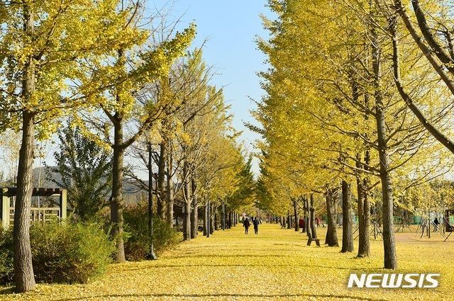 은행나무로 물든 강천섬