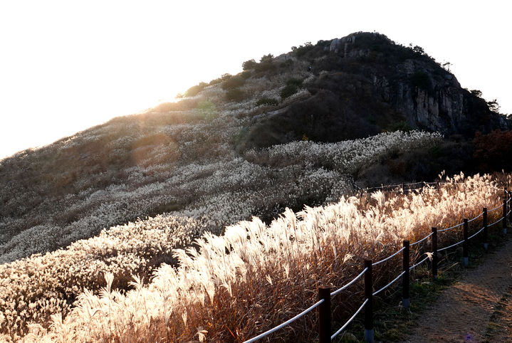 창녕 화왕산 억새. 9사진=창녕군 제공) *재판매 및 DB 금지