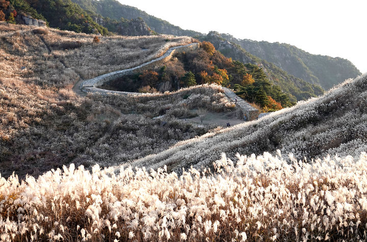 창녕 화왕산 억새. (사진=창녕군 제공) *재판매 및 DB 금지