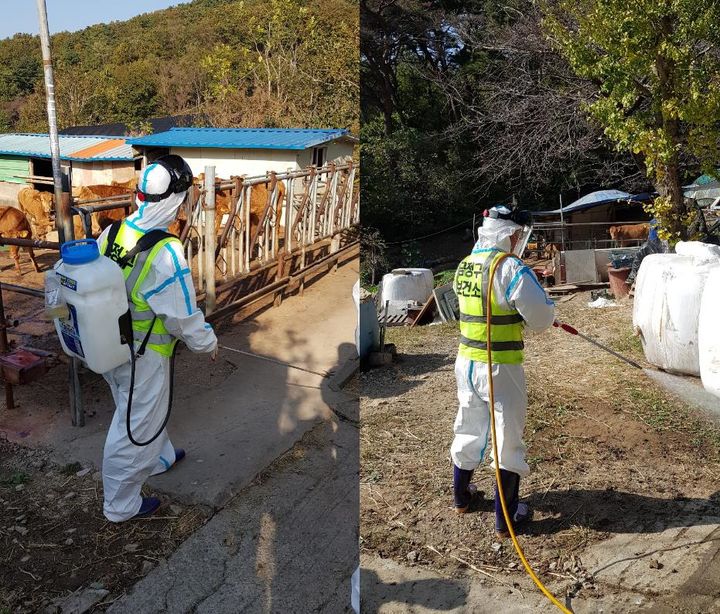 [부산=뉴시스] 부산 금정구 보건소는 소 농가의 럼피스킨병 발생 예방을 위한 방제작업을 실시할 방침이다. (사진=금정구 제공) *재판매 및 DB 금지