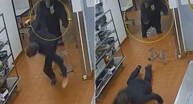 야생 흑곰이 미국의 한 리조트 주방에 침입했다. (사진=온라인 커뮤니티 캡처) *재판매 및 DB 금지