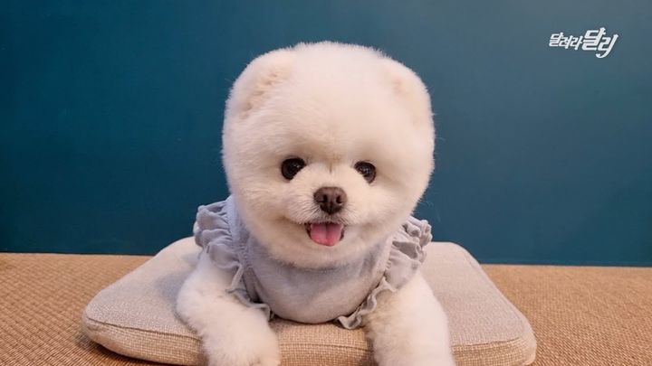 유명 애견 인플루언서 '달려라 달리'가 기내 안전 수칙 위반 논란에 관해 악플러들을 고소하겠다고 밝혔다.(사진=유튜브 캡처) *재판매 및 DB 금지