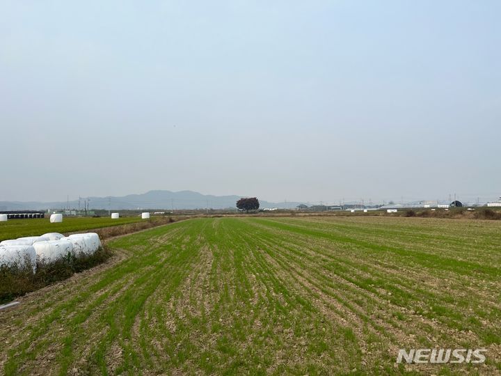 [안동=뉴시스] 조사료 재배현장. (사진=뉴시스 DB) 2024.02.29