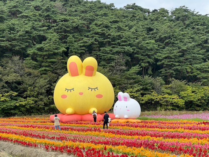 고창 노동골 꽃정원을 찾은 관광객들이 만개한 가을꽃과 귀여미 토끼 조형물을 배경으로 사진을 찍고 있다. *재판매 및 DB 금지