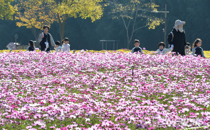 [울산=뉴시스] 배병수 기자 = 31일 오전 울산 중구 태화강국가정원에 코스모스가 활짝 펴 있다. 2023.10.31. bbs@newsis.com
