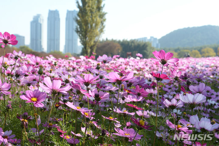[울산=뉴시스] 배병수 기자 = 31일 오전 울산 중구 태화강국가정원에 코스모스가 활짝 펴 있다. 2023.10.31. bbs@newsis.com