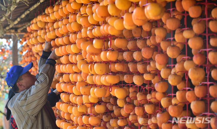 [상주=뉴시스] 이무열 기자 = 31일 경북 상주시 외남면 상주곶감공원에서 주민들이 깎은 감을 말리기 위해 감을 타래에 매달고 있다. 2023.10.31. lmy@newsis.com