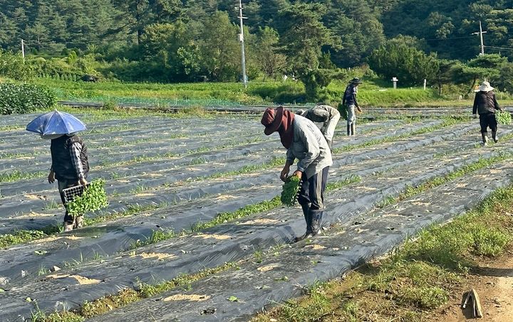 [괴산=뉴시스] 외국인 계절근로자. (사진=괴산군 제공) photo@newsis.com *재판매 및 DB 금지