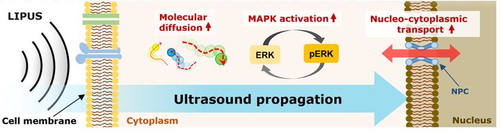 경희대학교 생체의공학과 박기주 교수, 한국과학기술연구원 화학생명융합연구센터 김소연 박사 공동 연구팀이 저강도 초음파가 세포질의 물리적 성질을 변화시키는 현상을 세계 최초로 발견했다고 1일 밝혔다. 사진은 초음파 자극 메커니즘의 개념도. (사진=경희대 제공) *재판매 및 DB 금지