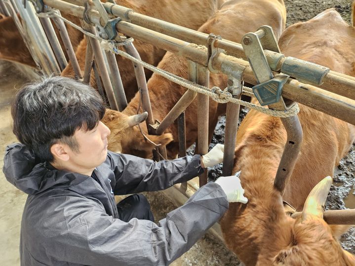 [합천=뉴시스] 합천군청 합천군 소 럼피스킨병 긴급 백신 접종 *재판매 및 DB 금지 *재판매 및 DB 금지