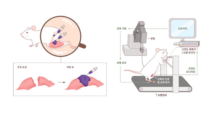 주사 주입형 조직 보철용 하이드로젤 소재를 통한 보행 재활 훈련. (사진=IBS 제공) *재판매 및 DB 금지