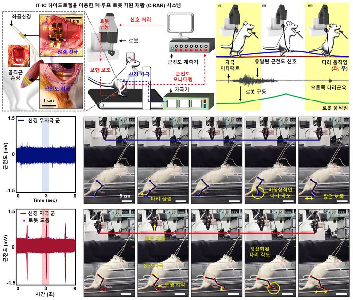 주사 가능한 조직 보철물 기반 보행 보조 실험 과정. (사진=IBS 제공) *재판매 및 DB 금지