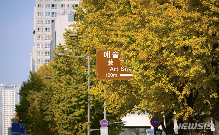 광주 동구 금남로 4가에 심어진 은행나무. (뉴시스 DB) photo@newsis.com