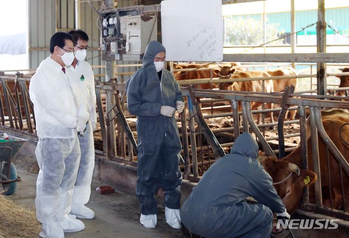 [함평=뉴시스] 이창우 기자=김영록 전남도지사(왼쪽)가 1일 오후 소 바이러스성 질병인 럼피스킨병 방역 현장인 함평군 대동면 덕산리 덕산농장을 방문, 백신접종 과정을 살펴보고 있다.  (사진=전남도 제공) 2023.11.01. photo@newsis.com *재판매 및 DB 금지