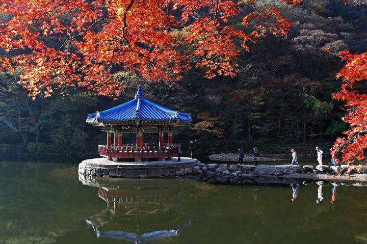 국내 가을 단풍의 최고 명소로 꼽히는 전북 정읍 내장산 단풍이 오는 11월첫째 주말 절정에 이을 전망이다. 2일 오전 내장산을 관광객들이 연못 안 '우화정'에 가도 있다. *재판매 및 DB 금지