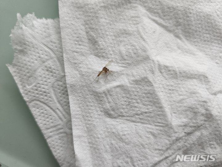 [서울=뉴시스] 가을 끝 무렵에 접어든 11월에도 밤마다 모기가 기승을 부려 많은 이들이 괴로움을 호소하고 있다. 사진은 서울 관악구에 사는 직장인 박모(29)씨가 지난 2일 밤 모기퇴치제를 통해 모기를 잡은 후 사진. (사진=독자 제공) 2023.11.03. photo@newsis.com 