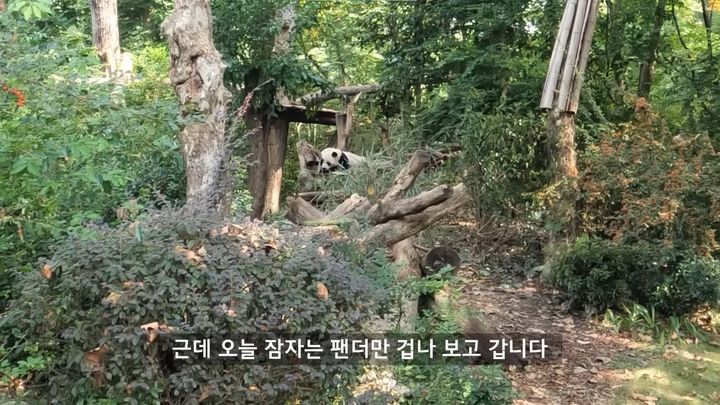 [서울=뉴시스]10월26일 유튜버 '세계는 요지경'이 자신의 유튜브 채널에 '판다 푸바오가 곧 돌아갈 기지'라는 제목의 영상을 게재했다. (사진=유튜브'세계는 요지경'캡처) 2023.11.03 photo@newsis.com *재판매 및 DB 금지