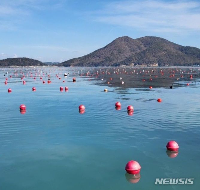 [무안=뉴시스] 해양 폐플라스틱 문제 해결에 큰 도움이 될 '생분해성 친환경 부표'가 전남도 지원으로 국내에서 처음 개발돼 제품 상용화를 앞두고 있다. 전남도는 완도 양식장에서 6개월간 제품 실증을 마치고 해수부 인증을 추진 중이다. (사진=전남도 제공) 2023.11.05. photo@newsis.com