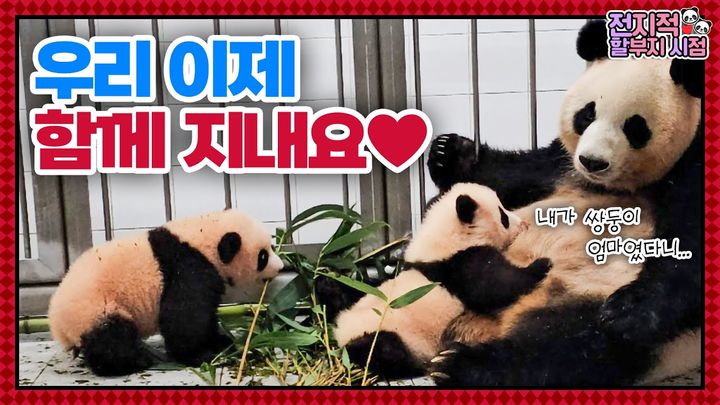 국내 첫 쌍둥이 판다 루이바오와 후이바오가 엄마 아이바오의 품에서 생활하게 됐다.(사진=유튜브 캡처) *재판매 및 DB 금지