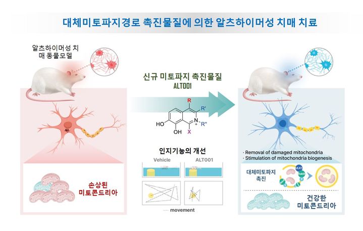 [부산=뉴시스] 동아대학교는 윤진호(의학과)·조종현(의약생명공학과) 교수 공동연구팀이 미토파지를 촉진해 알츠하이머성 치매를 치료할 수 있는 새로운 치료물질 개발에 성공했다고 8일 밝혔다. (사진=동아대 제공)  *재판매 및 DB 금지