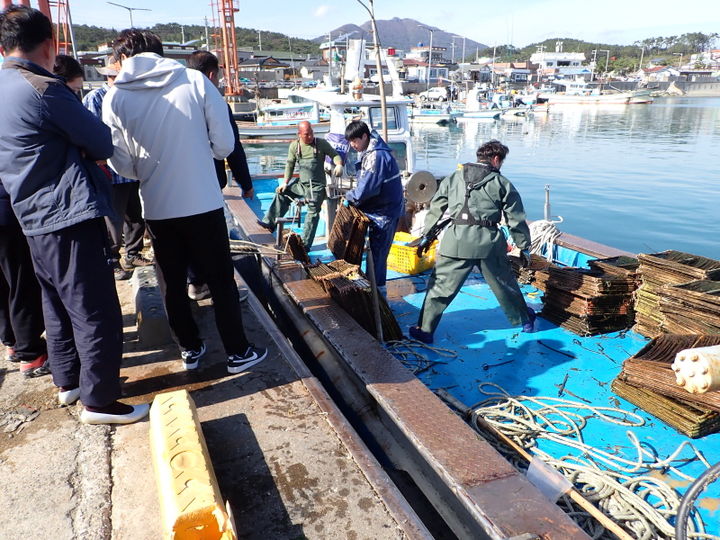 [부산=뉴시스] 기장군수산자원연구센터에서 자체생산 기장형 미역 종자가 양식어업인에게 배부되고 있다. (사진=기장군 제공) *재판매 및 DB 금지