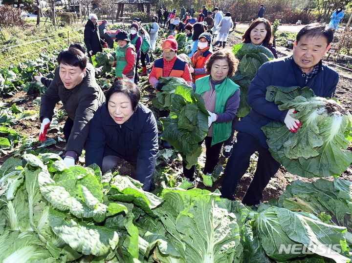 [인천=뉴시스] 차준택 인천 부평구청장(왼쪽부터)과 홍순옥 부평구의회 의장이 갈산1동 새마을부녀회, 십정1동 지역사회보장협의체 등 주민 80여명과 함께 갈산동 갈산근린공원 갈월샘텃밭에서 김장 채소를 수확하고 있다. (사진=부평구 제공)